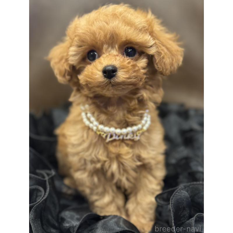 販売中の宮崎県のタイニープードル-437980の9枚目