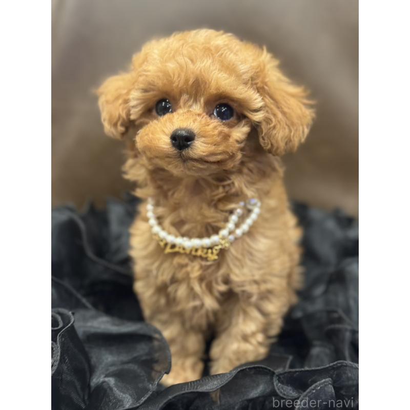 販売中の宮崎県のタイニープードル-437980の8枚目