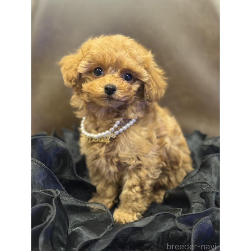 販売中の宮崎県のタイニープードル-437980の7枚目