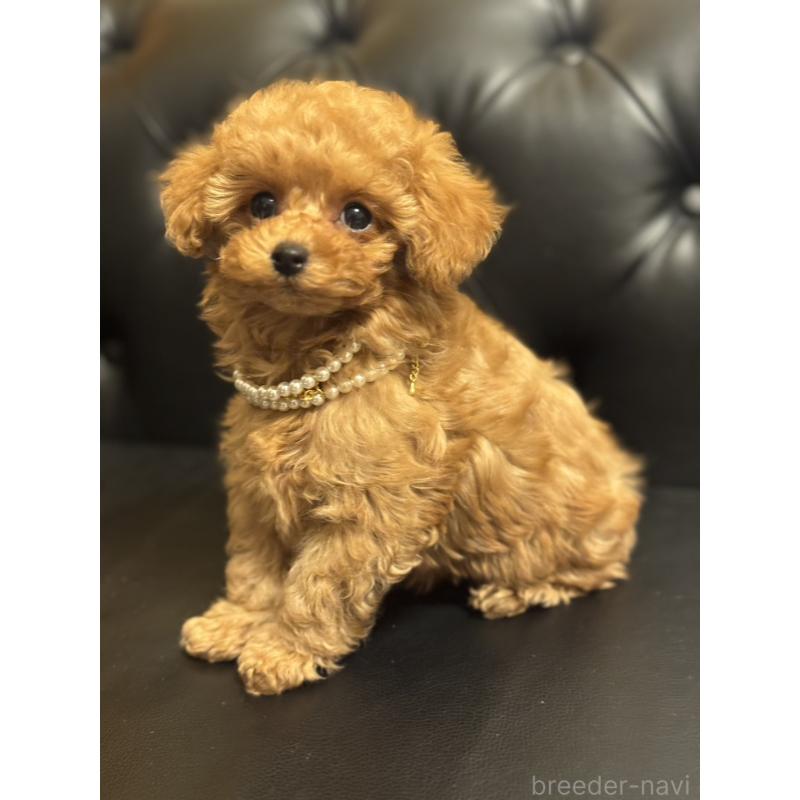 販売中の宮崎県のタイニープードル-437980の6枚目