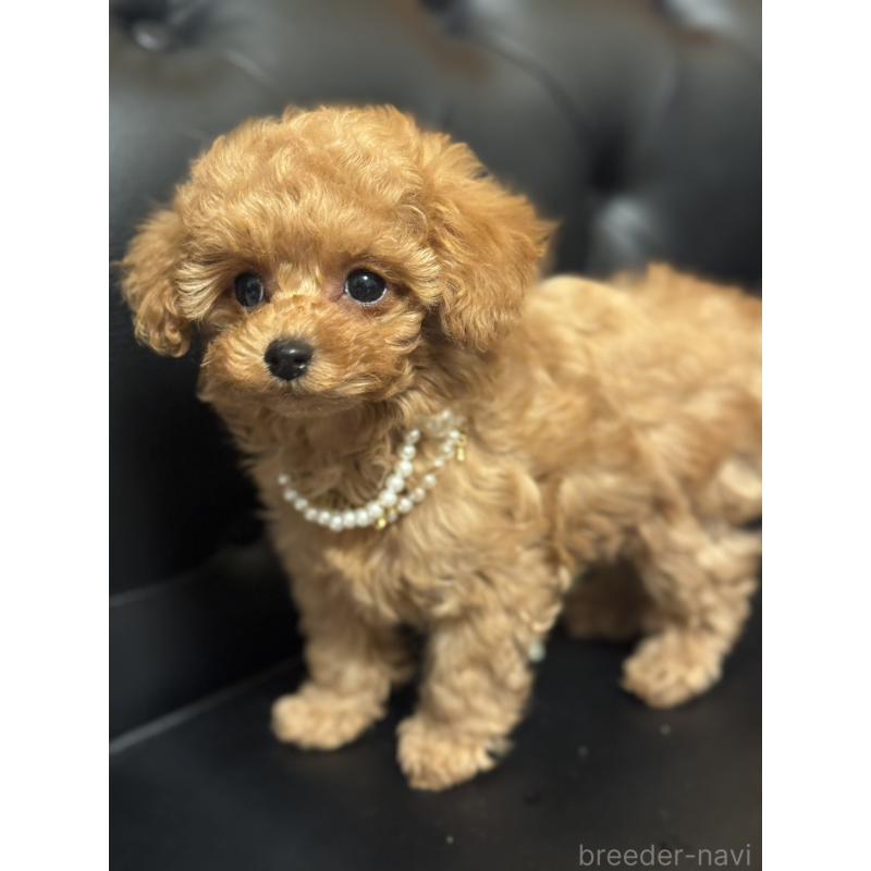 販売中の宮崎県のタイニープードル-437980の5枚目