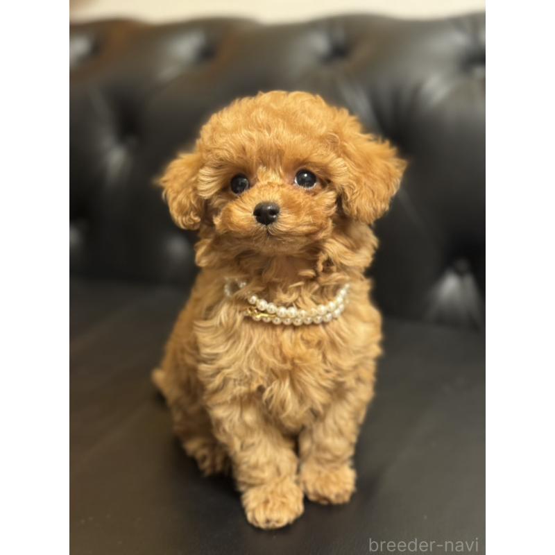 販売中の宮崎県のタイニープードル-437980の4枚目