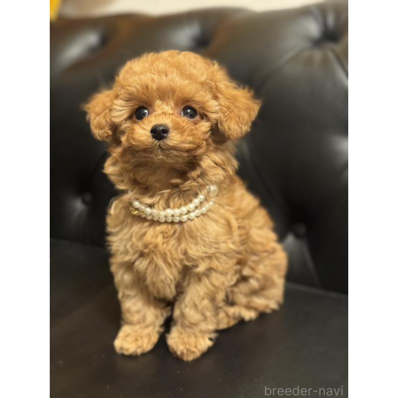 販売中の宮崎県のタイニープードル-437980の3枚目