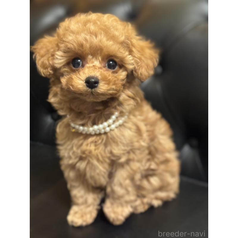 販売中の宮崎県のタイニープードル-437980の2枚目
