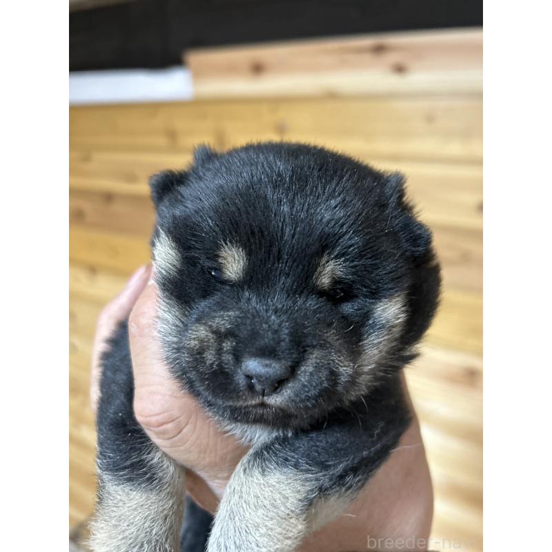 販売中の福島県の豆柴-437979の3枚目