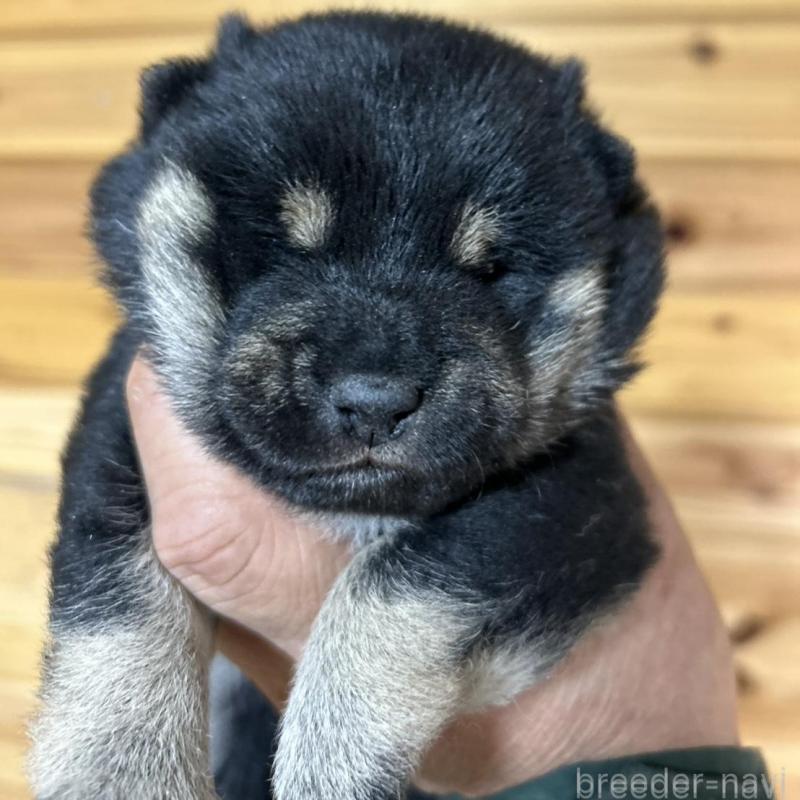 販売中の福島県の豆柴-437979