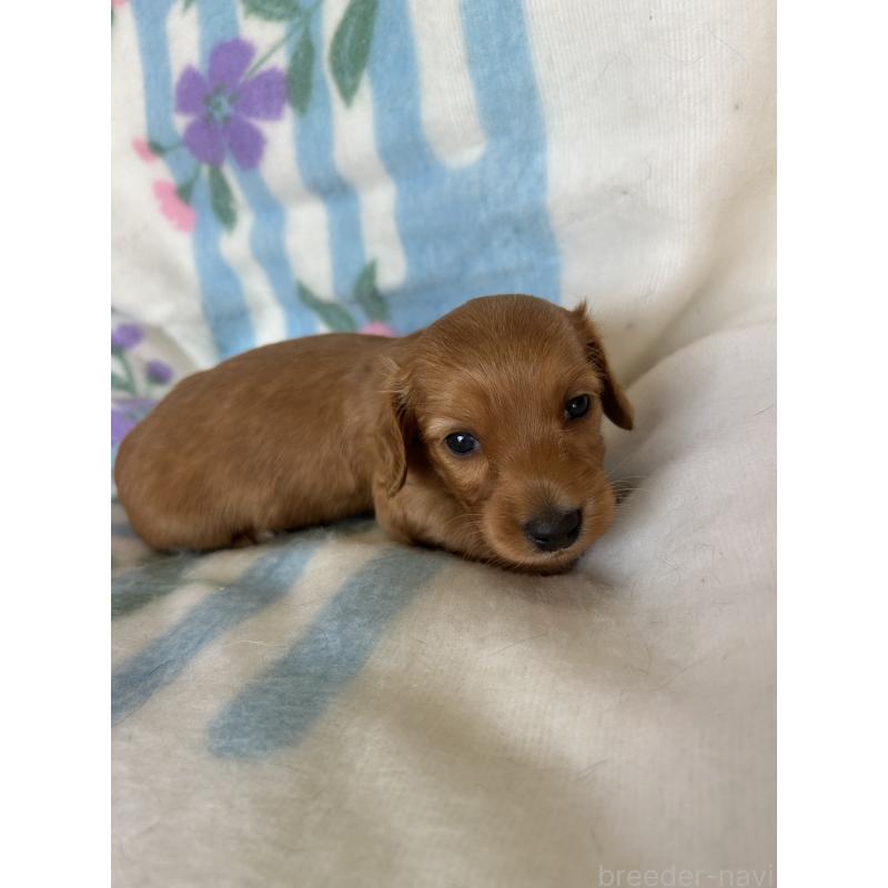 販売中の愛知県のミニチュアダックスフンド(ロングヘアード)-437982の4枚目