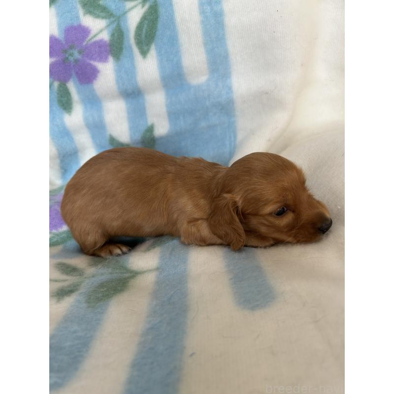 販売中の愛知県のミニチュアダックスフンド(ロングヘアード)-437982の2枚目