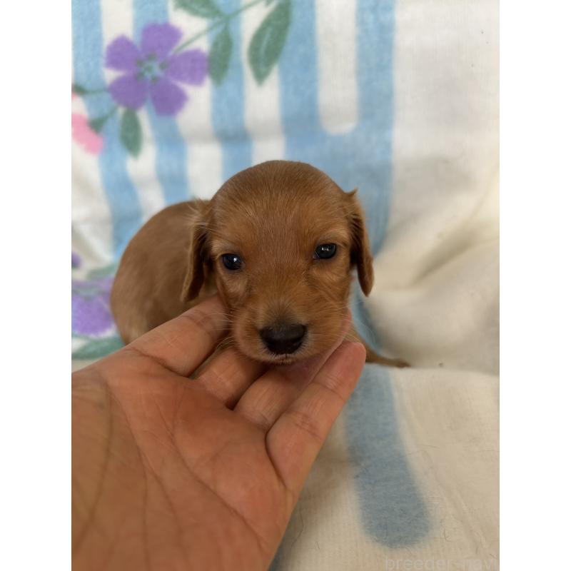 販売中の愛知県のミニチュアダックスフンド(ロングヘアード)-437982の1枚目