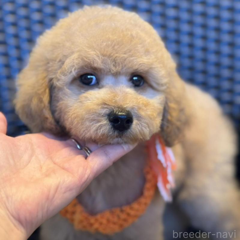 販売中の宮崎県のミディアムプードル-437983の1枚目