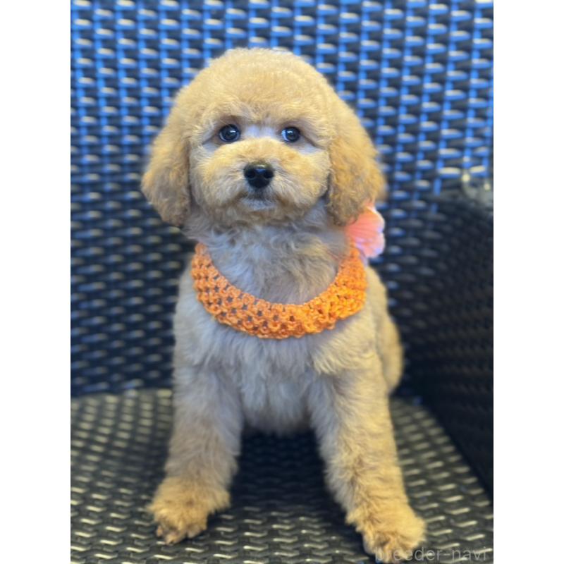 販売中の宮崎県のミディアムプードル-437983の9枚目