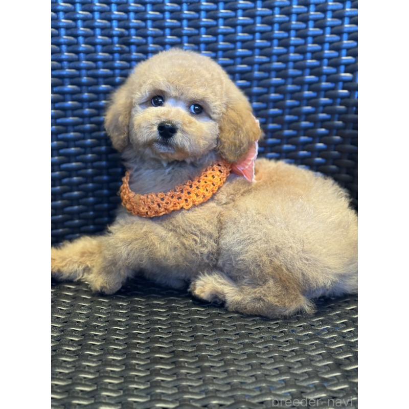 販売中の宮崎県のミディアムプードル-437983の8枚目