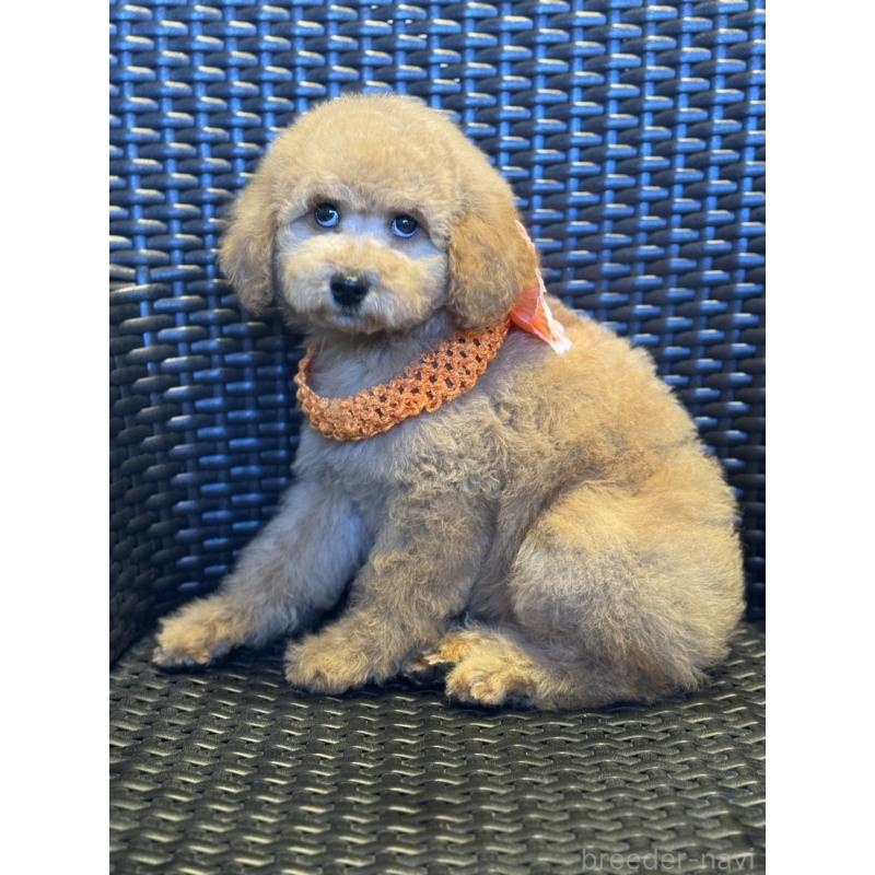 販売中の宮崎県のミディアムプードル-437983の7枚目