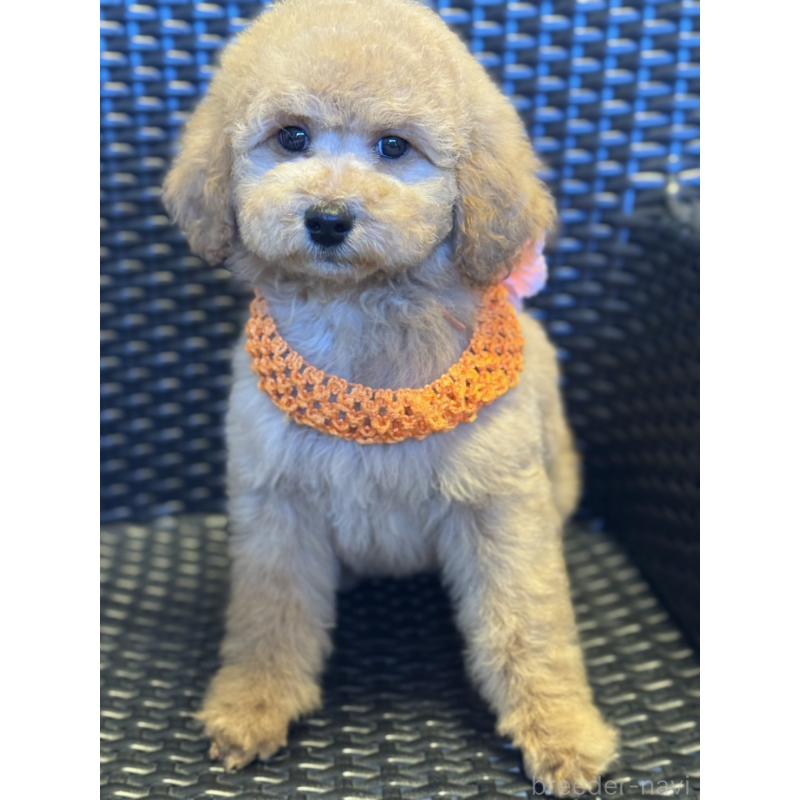 販売中の宮崎県のミディアムプードル-437983の6枚目