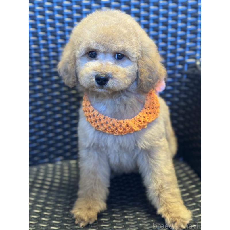 販売中の宮崎県のミディアムプードル-437983の5枚目