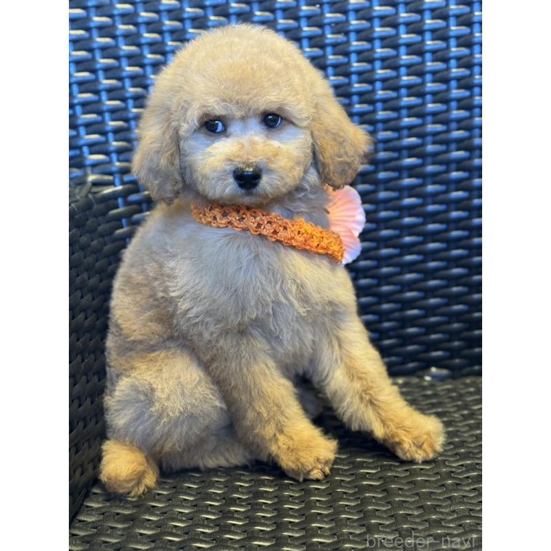 販売中の宮崎県のミディアムプードル-437983の4枚目