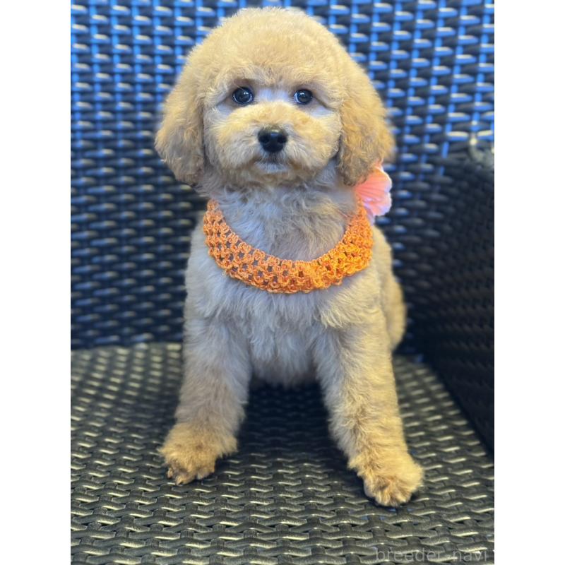 販売中の宮崎県のミディアムプードル-437983の3枚目