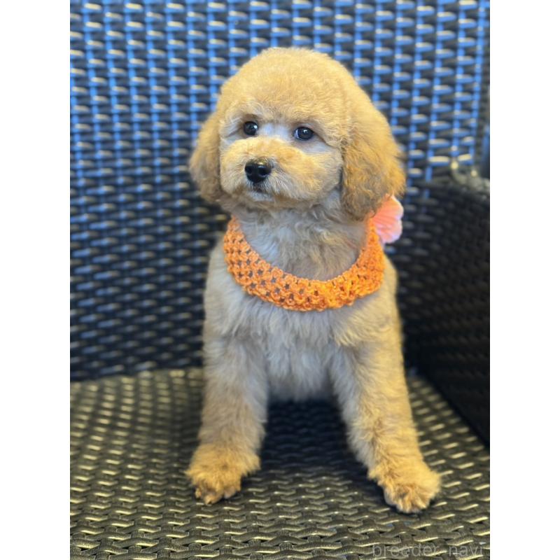 販売中の宮崎県のミディアムプードル-437983の2枚目