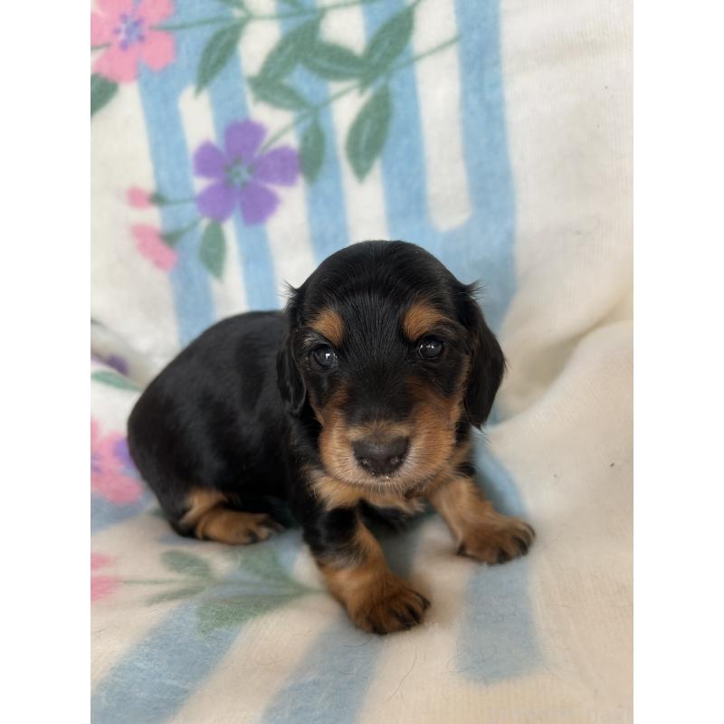 販売中の愛知県のミニチュアダックスフンド(ロングヘアード)-437984の1枚目
