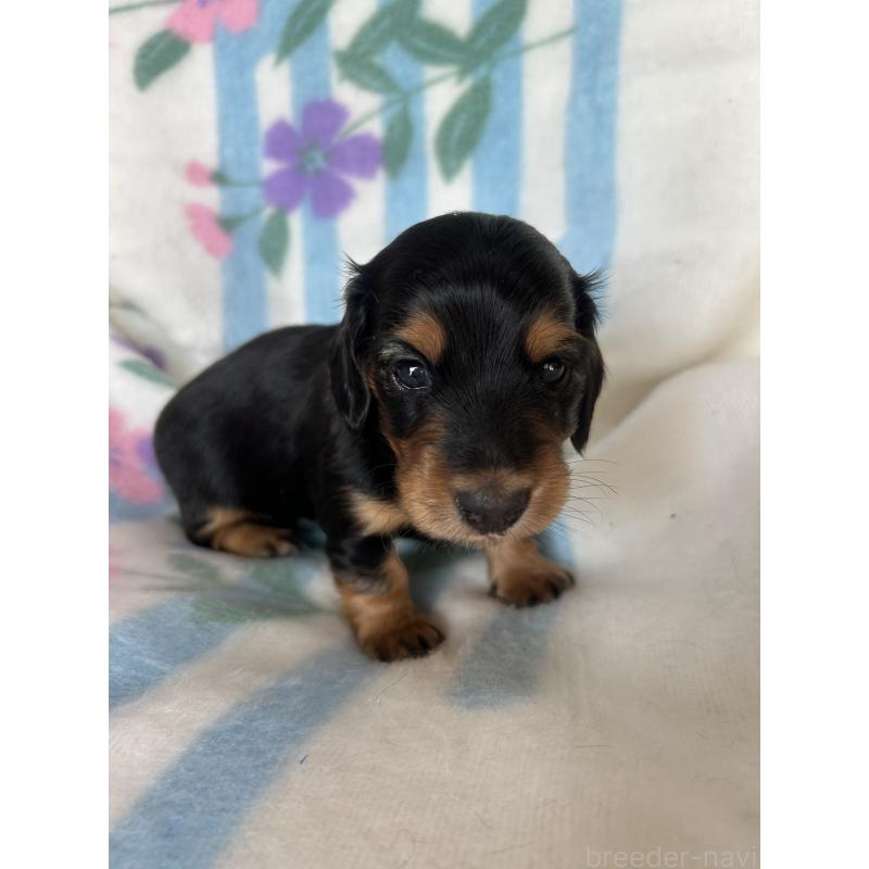 販売中の愛知県のミニチュアダックスフンド(ロングヘアード)-437984の4枚目