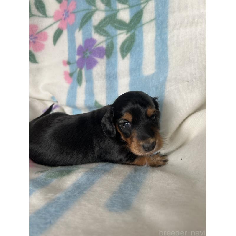 販売中の愛知県のミニチュアダックスフンド(ロングヘアード)-437984の3枚目