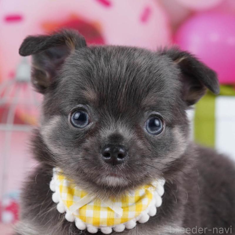 販売中の神奈川県のチワワ(ロングコート)-437985