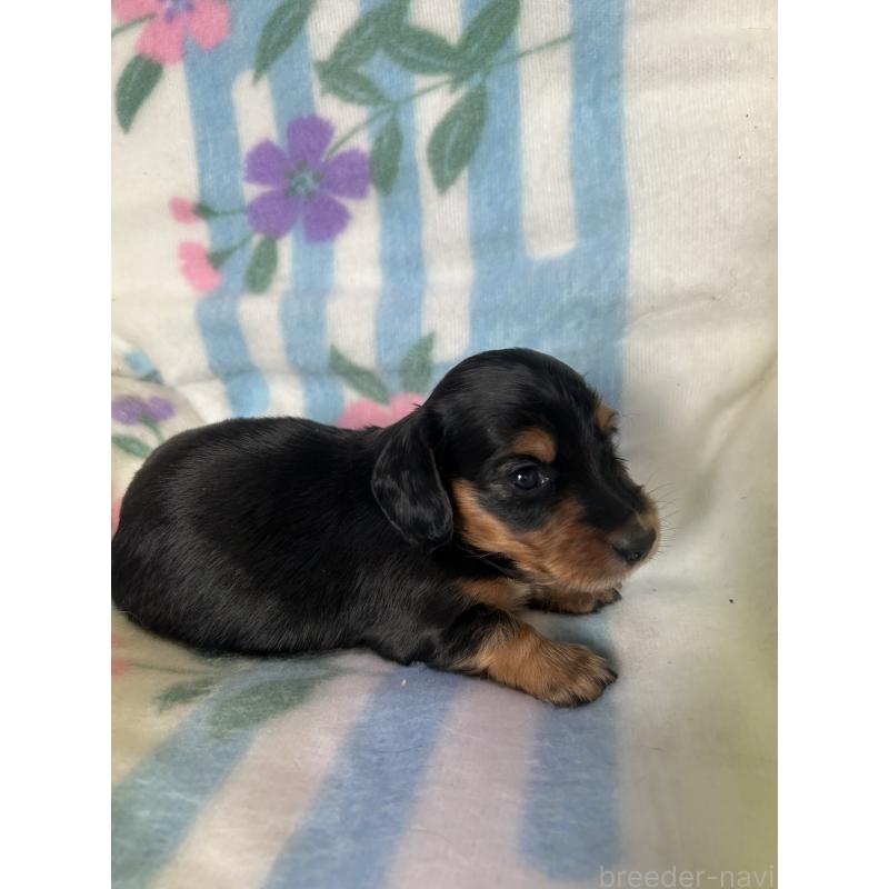 販売中の愛知県のミニチュアダックスフンド(ロングヘアード)-437984の2枚目