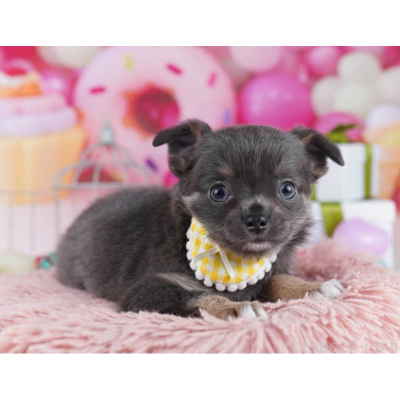 販売中の神奈川県のチワワ(ロングコート)-437985の13枚目