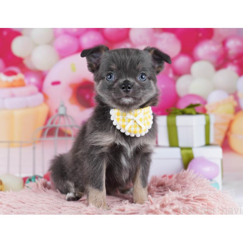 販売中の神奈川県のチワワ(ロングコート)-437985の12枚目