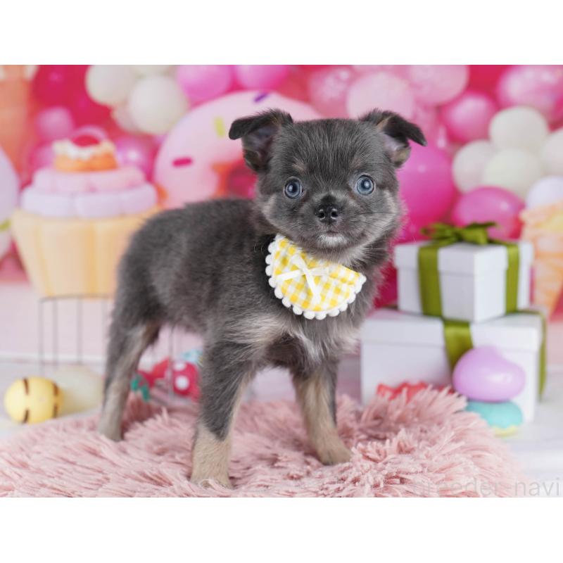 販売中の神奈川県のチワワ(ロングコート)-437985の11枚目