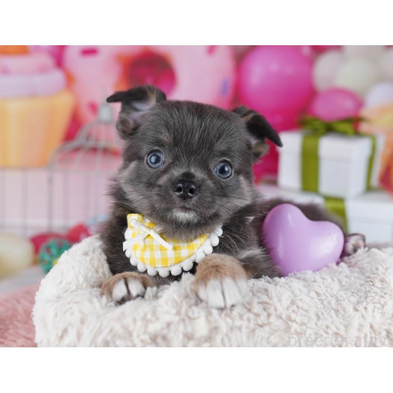 販売中の神奈川県のチワワ(ロングコート)-437985の10枚目