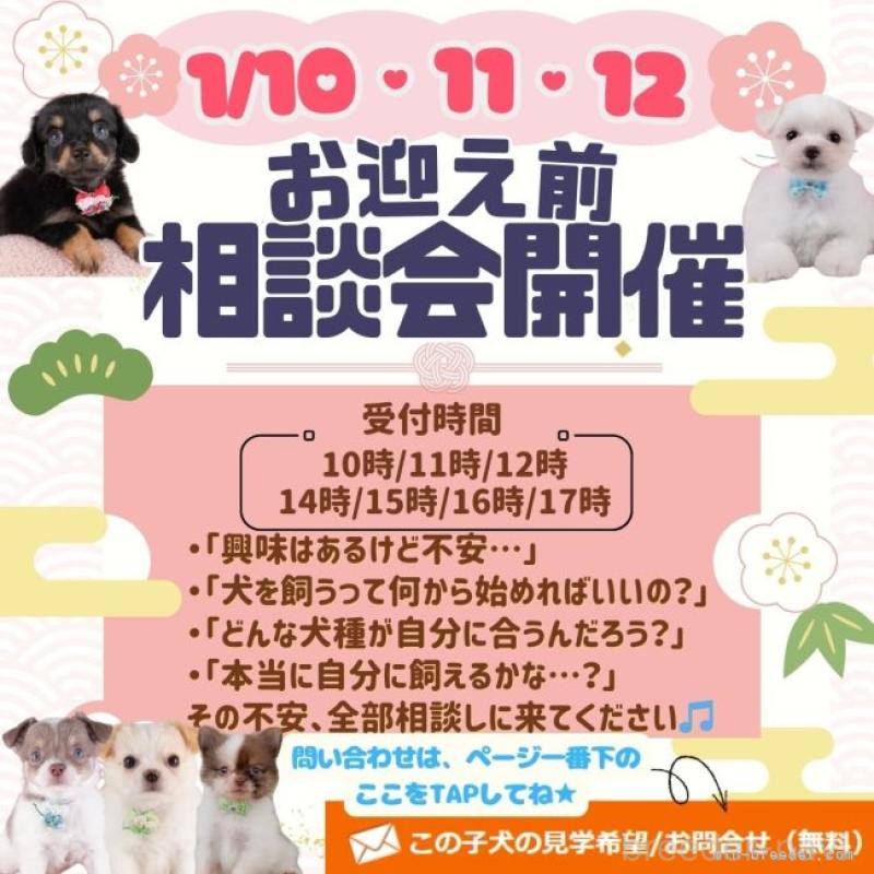 販売中の神奈川県のチワワ(ロングコート)-437985の9枚目