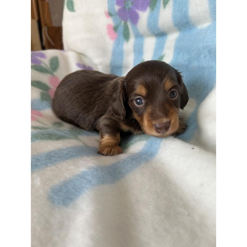 販売中の愛知県のミニチュアダックスフンド(ロングヘアード)-437986