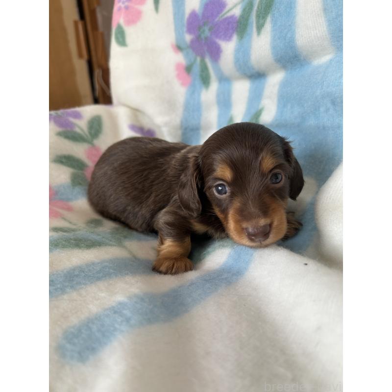 販売中の愛知県のミニチュアダックスフンド(ロングヘアード)-437986の4枚目