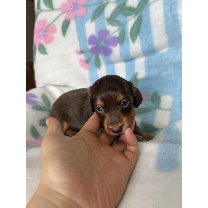 販売中の愛知県のミニチュアダックスフンド(ロングヘアード)-437986の3枚目