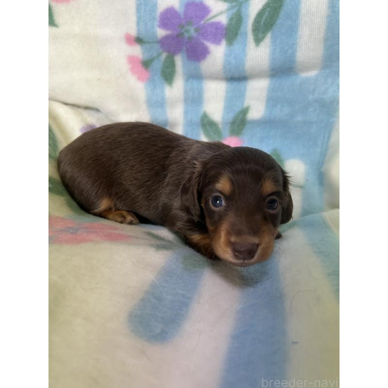 販売中の愛知県のミニチュアダックスフンド(ロングヘアード)-437986の2枚目