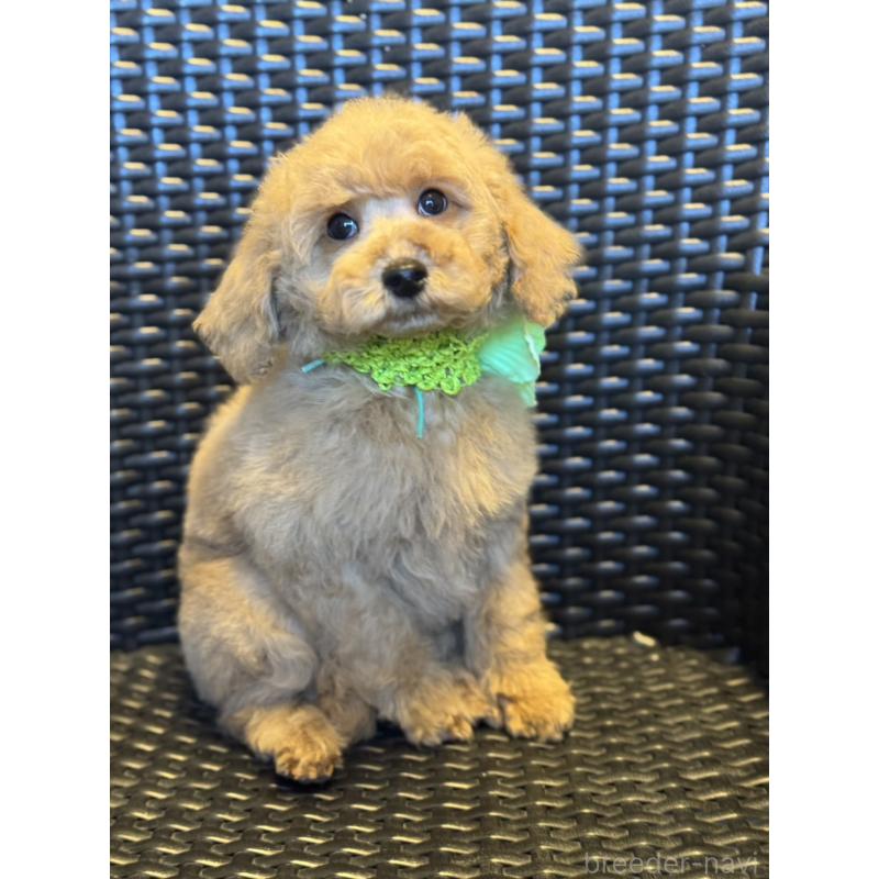 販売中の宮崎県のミディアムプードル-437987の10枚目