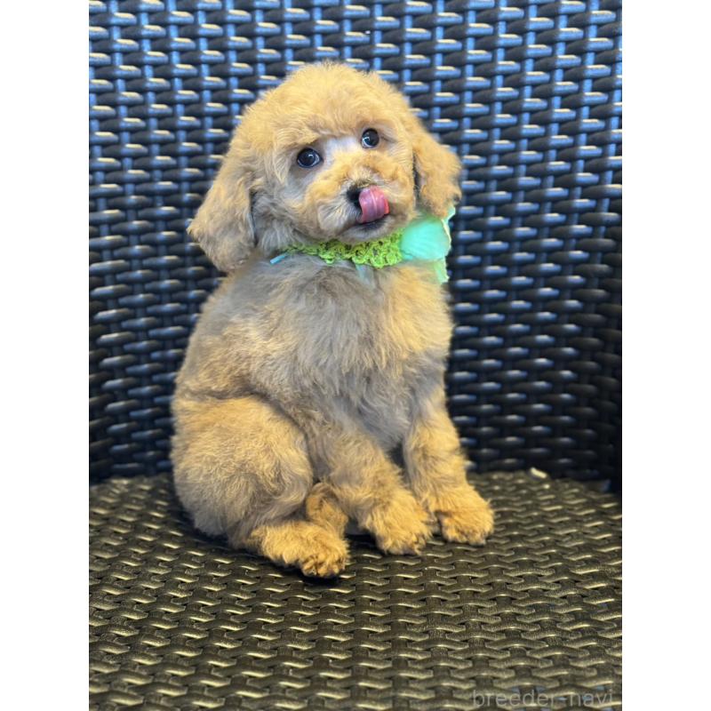 販売中の宮崎県のミディアムプードル-437987の9枚目