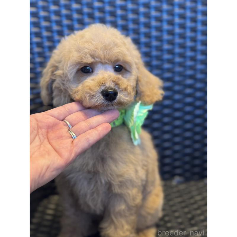 販売中の宮崎県のミディアムプードル-437987の8枚目