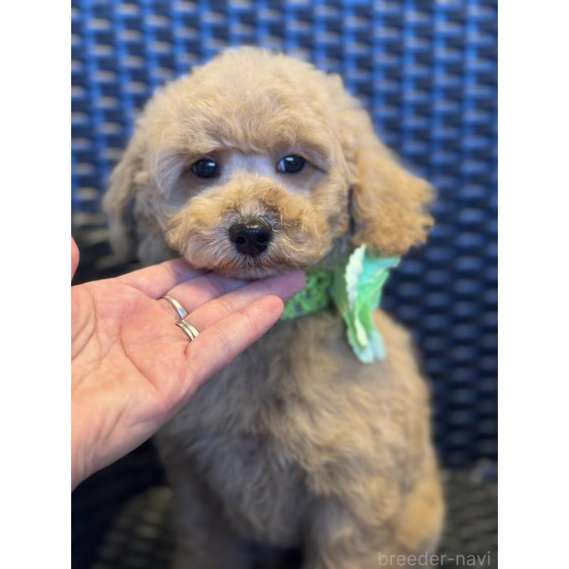 販売中の宮崎県のミディアムプードル-437987の7枚目
