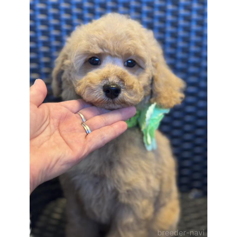 販売中の宮崎県のミディアムプードル-437987の6枚目