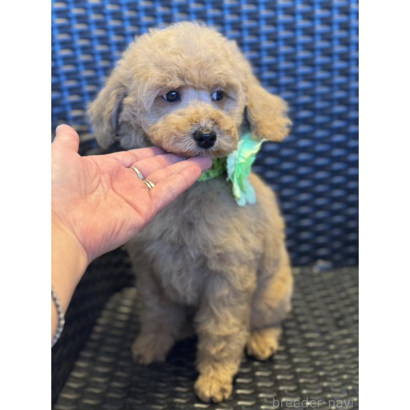 販売中の宮崎県のミディアムプードル-437987の5枚目