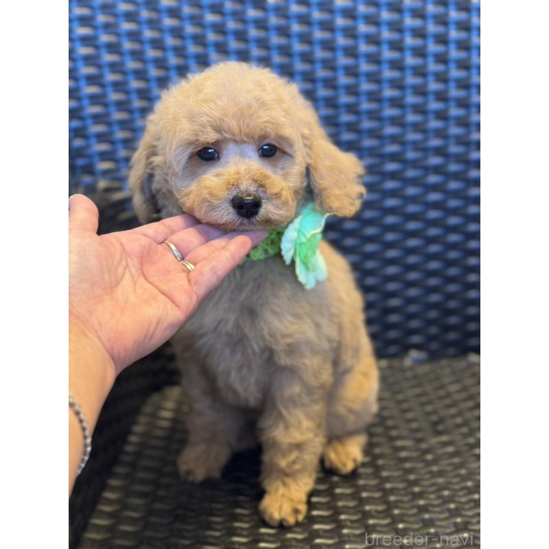 販売中の宮崎県のミディアムプードル-437987の4枚目