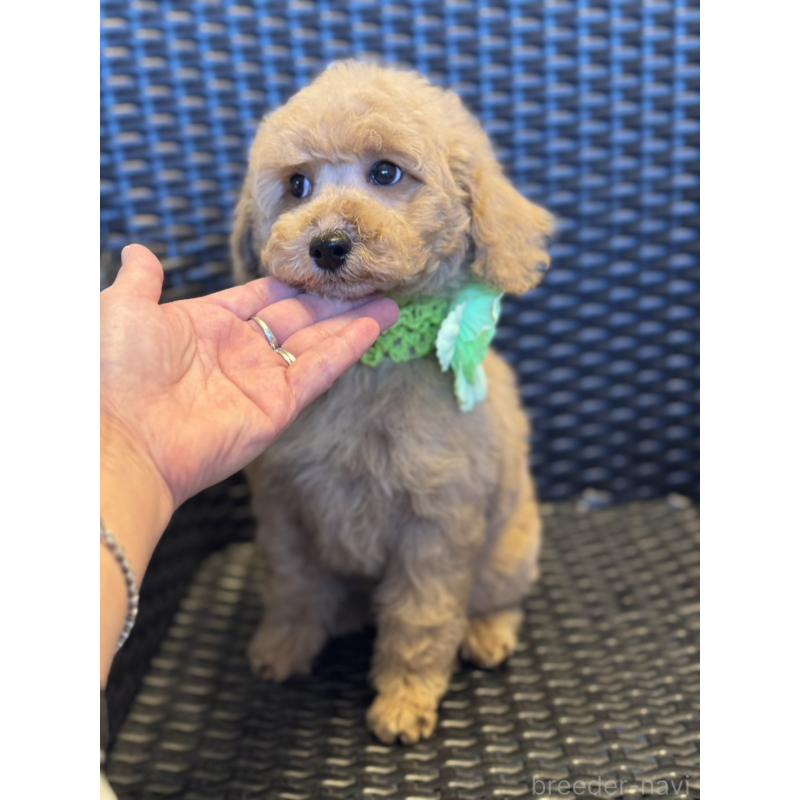 販売中の宮崎県のミディアムプードル-437987の3枚目