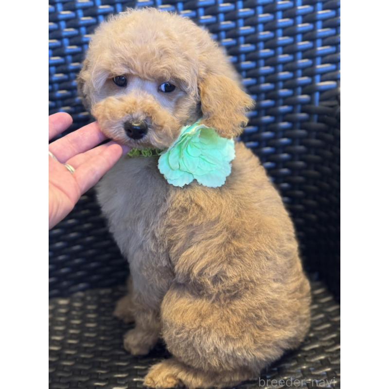 販売中の宮崎県のミディアムプードル-437987の2枚目