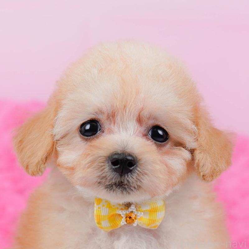 販売中の神奈川県のタイニープードル-437988