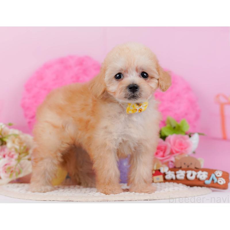 販売中の神奈川県のタイニープードル-437988の15枚目