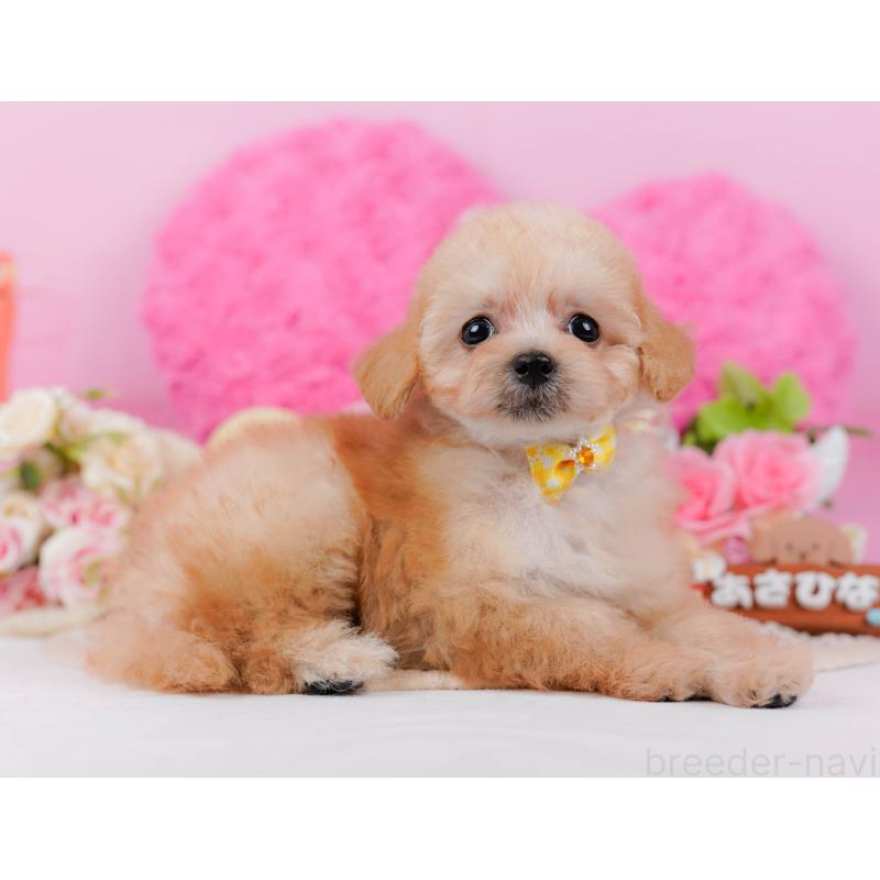 販売中の神奈川県のタイニープードル-437988の14枚目