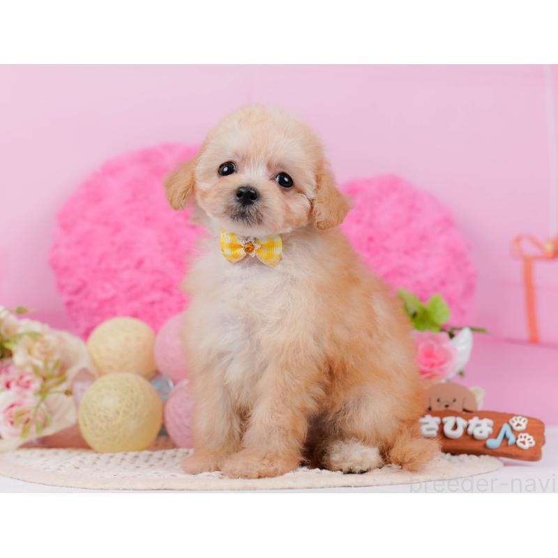 販売中の神奈川県のタイニープードル-437988の13枚目