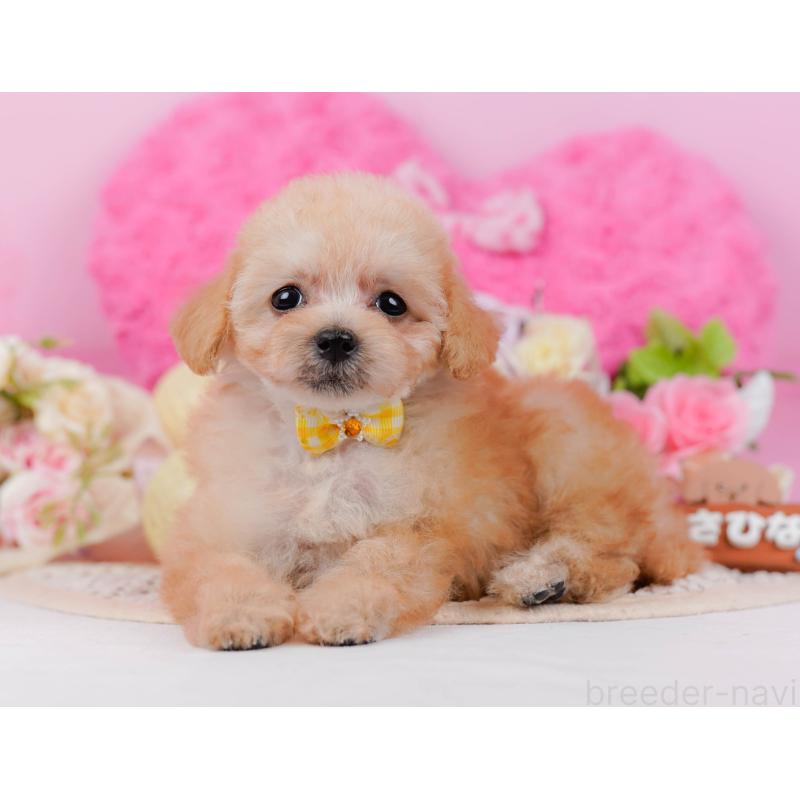 販売中の神奈川県のタイニープードル-437988の12枚目